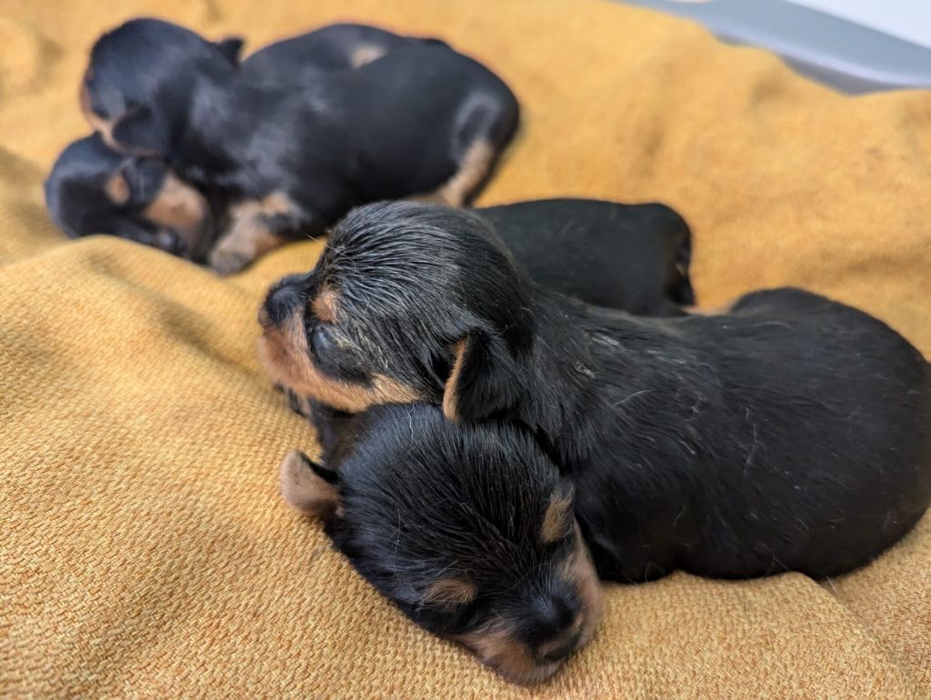 chiot Yorkshire Terrier Des Terres De Saint-Louis