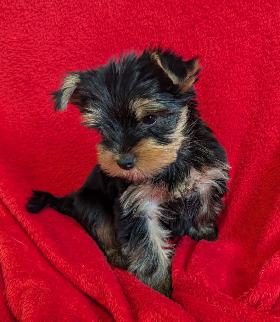 Des Terres De Saint-Louis - Chiot disponible  - Yorkshire Terrier