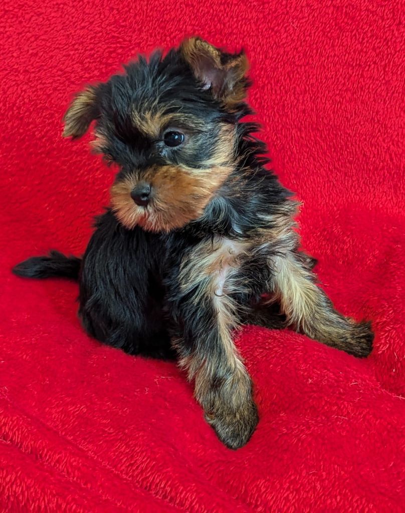 Des Terres De Saint-Louis - Chiot disponible  - Yorkshire Terrier