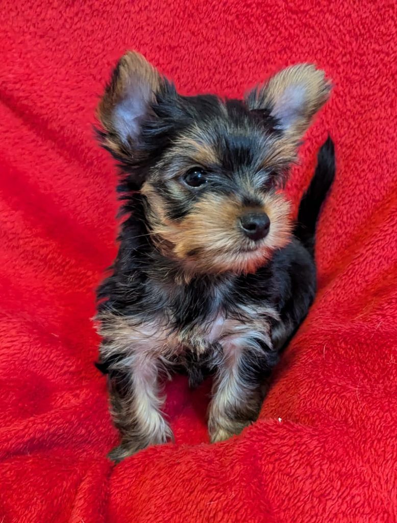 Des Terres De Saint-Louis - Chiot disponible  - Yorkshire Terrier