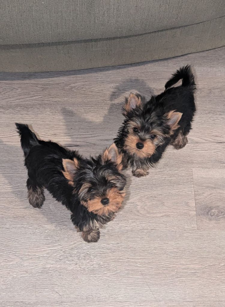 chiot Yorkshire Terrier Des Terres De Saint-Louis